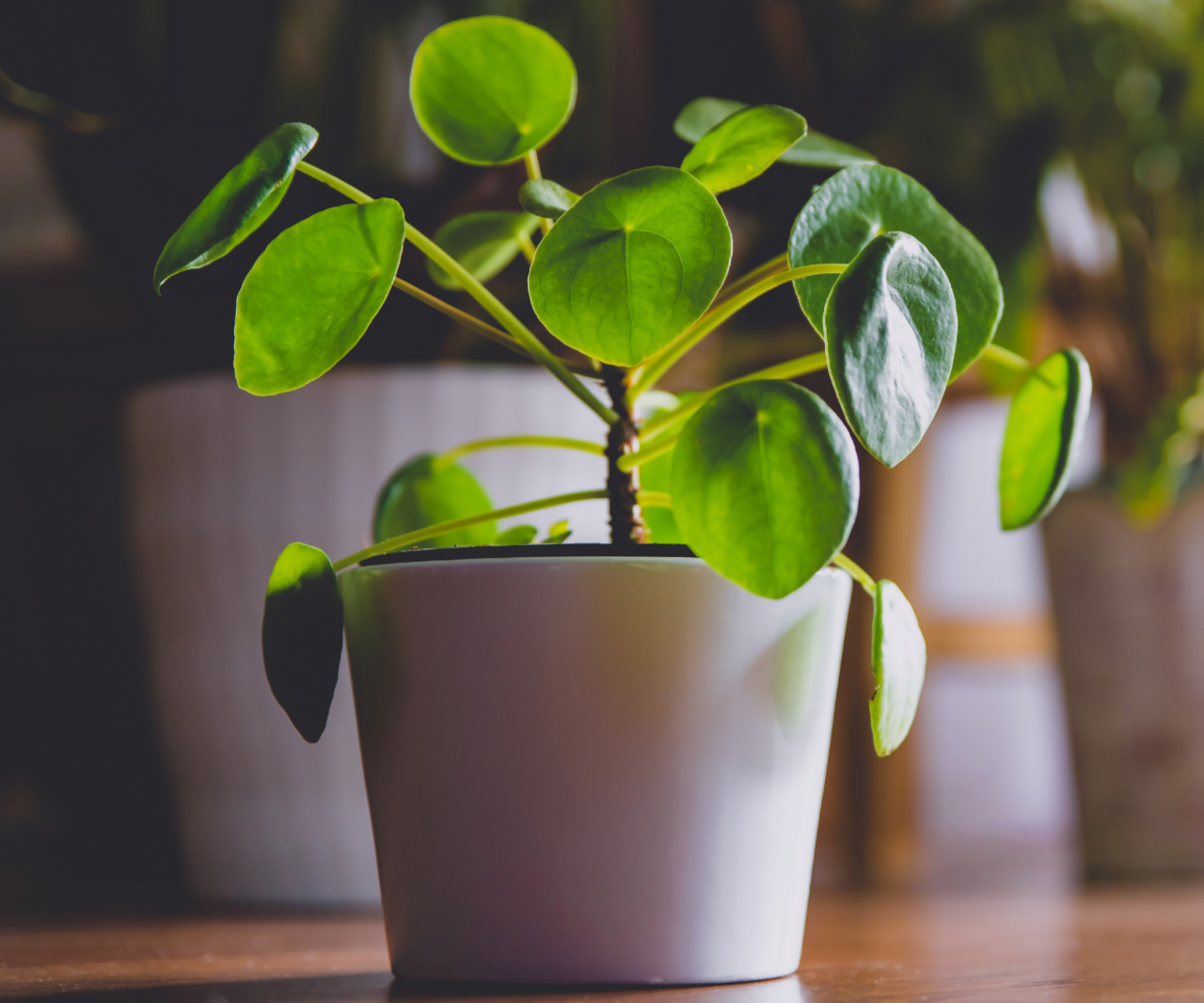 Best Common Houseplants for Low-Maintenance Homes