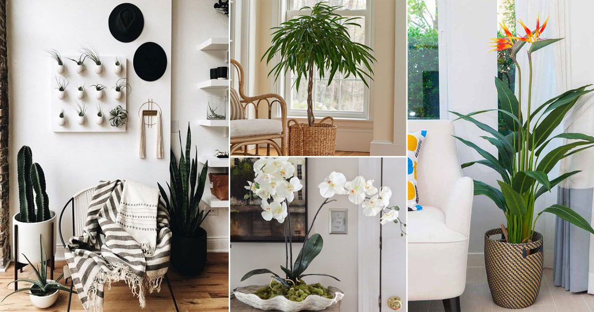 Top Large Indoor Plants for a Minimalist Aesthetic