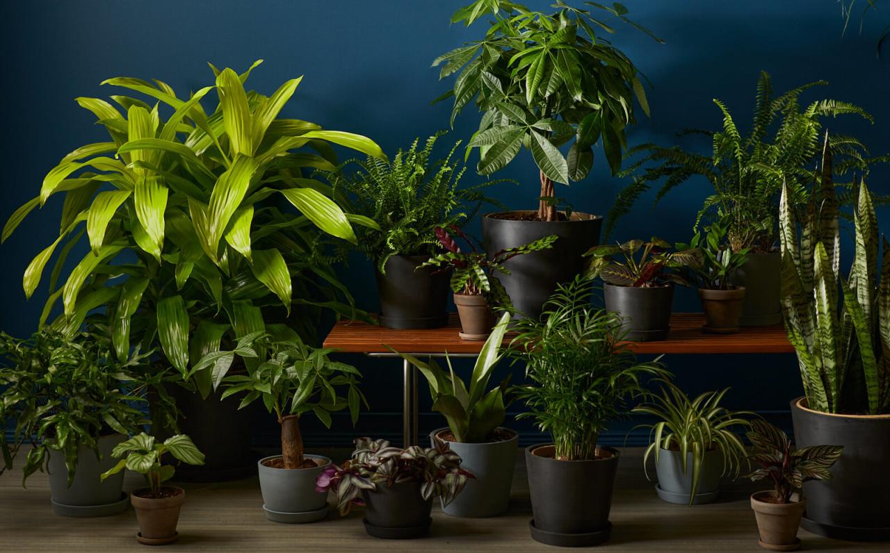 Houseplants tipsbulletin