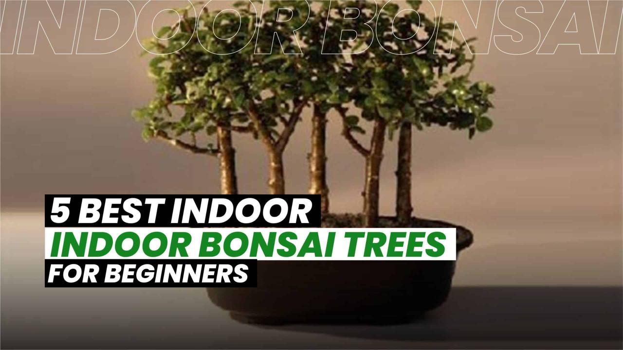 The Ultimate Bonsai Tree Care Checklist