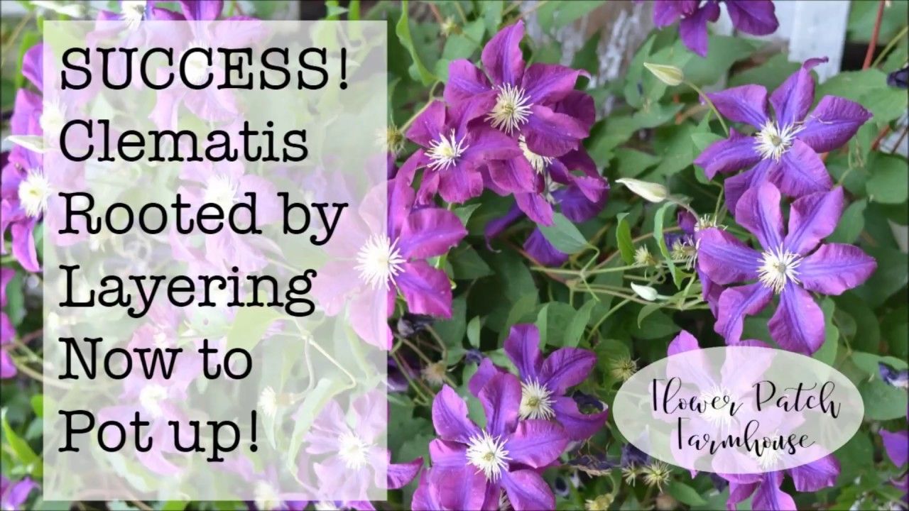 Discover the Best Methods for Propagating Clematis Successfully