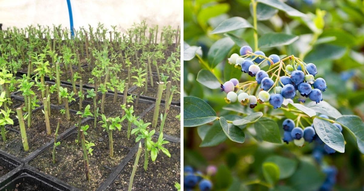 The Best Practices for Growing Blueberry Bushes from Cuttings