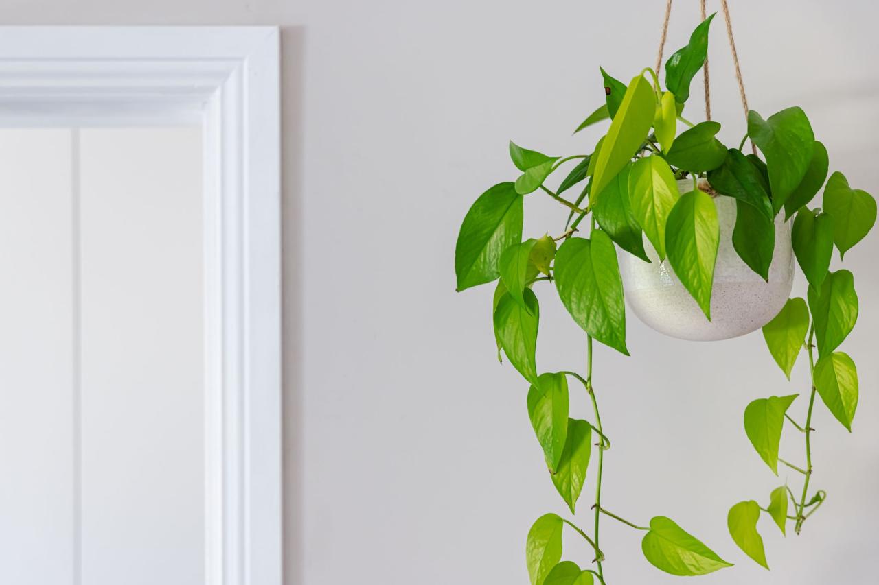 The Benefits of Growing Hanging Plants Indoors