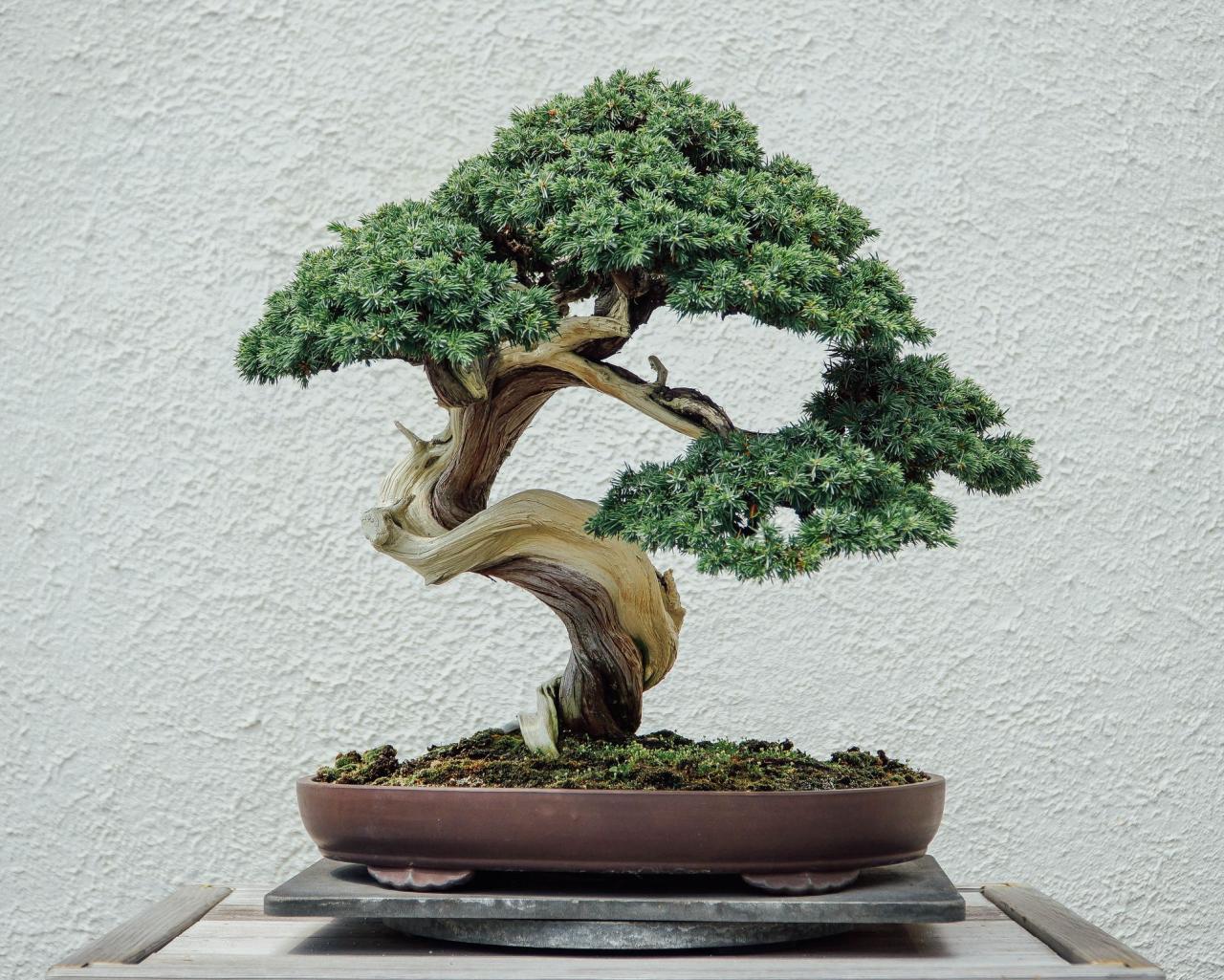 How to Care for a Bonsai Tree: A Comprehensive Guide