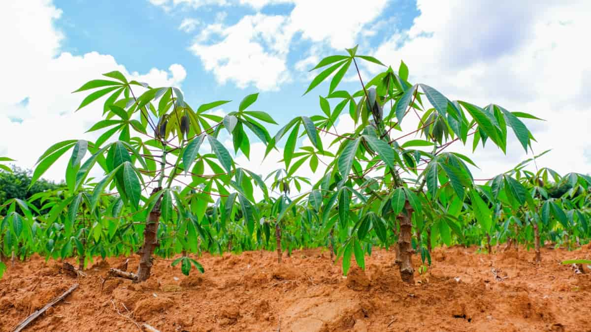 Grow Nutritious Cassava Leaves: The Ultimate Guide