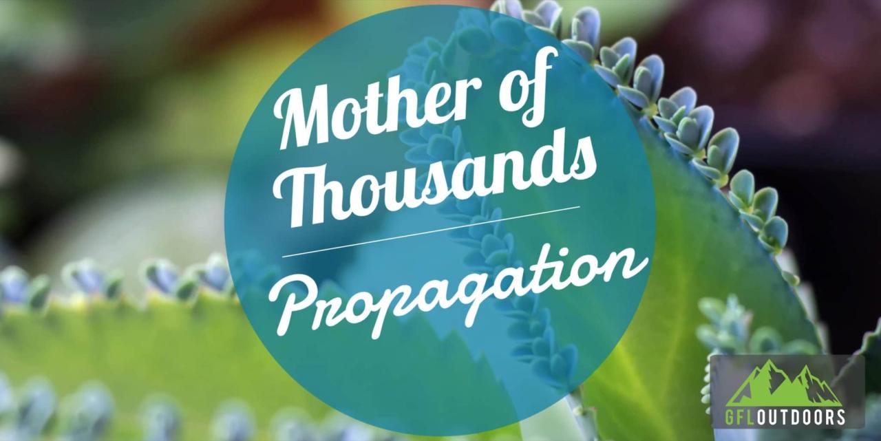 Mother thousands