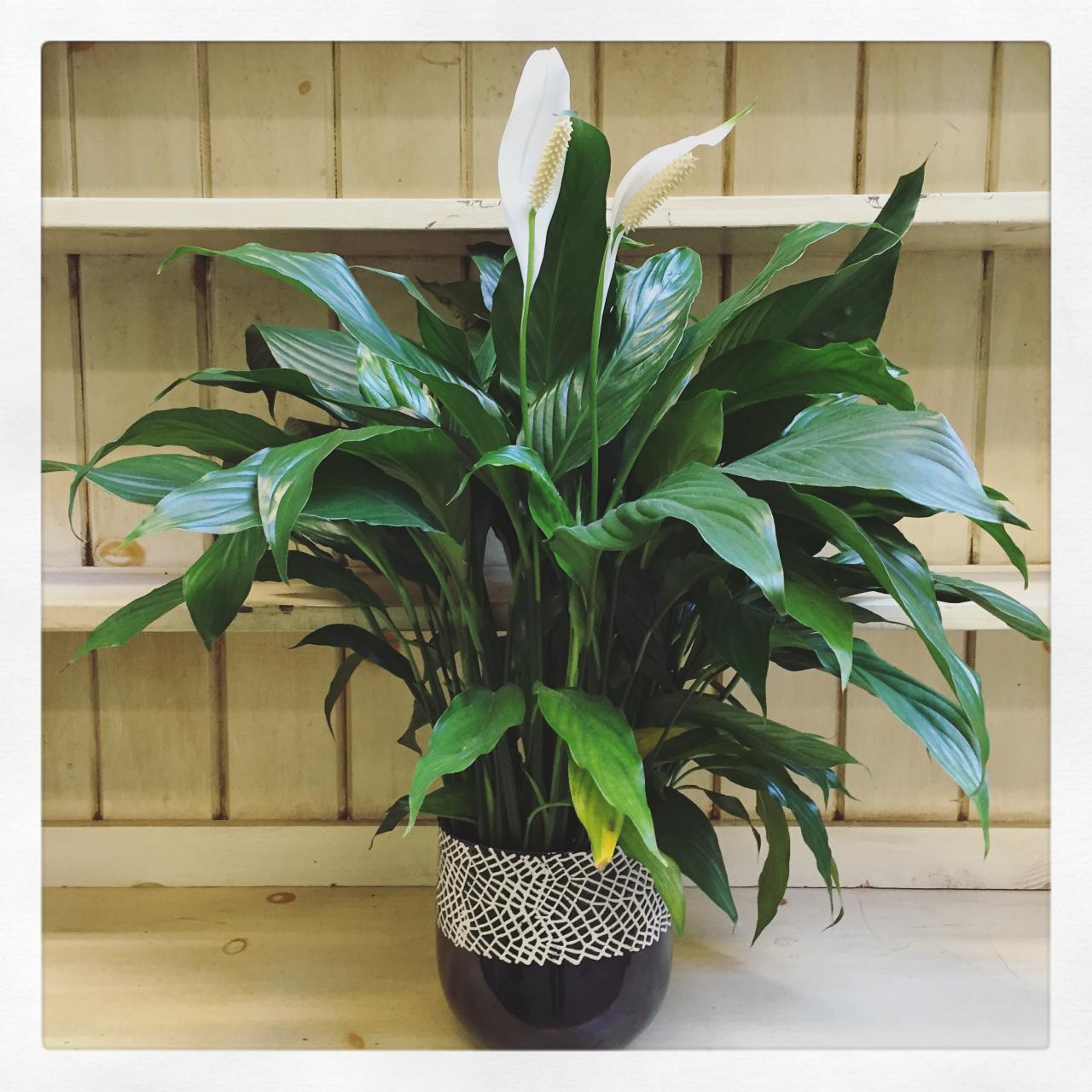 Beginner Houseplants That Thrive in Low Light