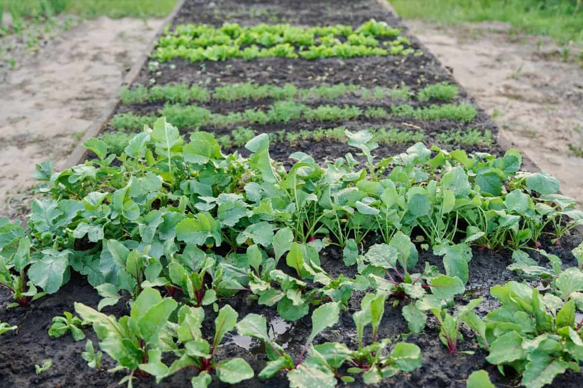 Raised Beds: The Plants That Will Fail