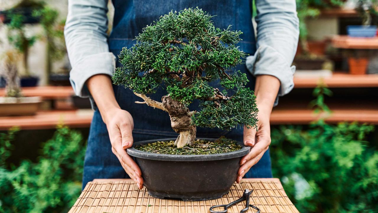 Bonsai Tree Care: A Comprehensive Guide