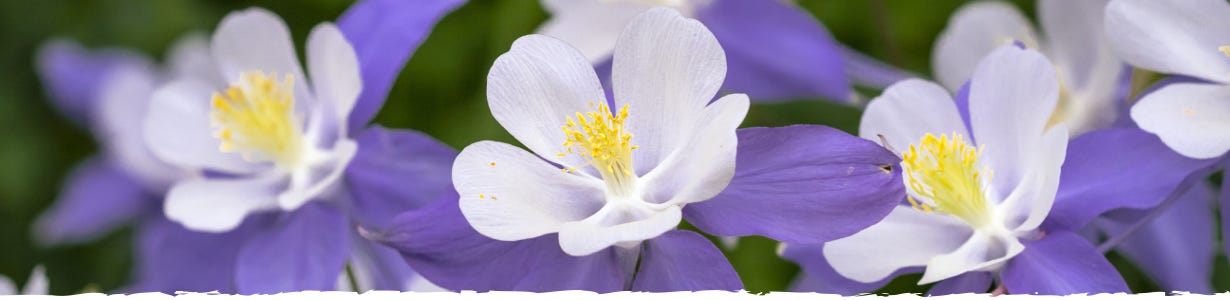 Maximize Your Columbine Plants Growth Potential