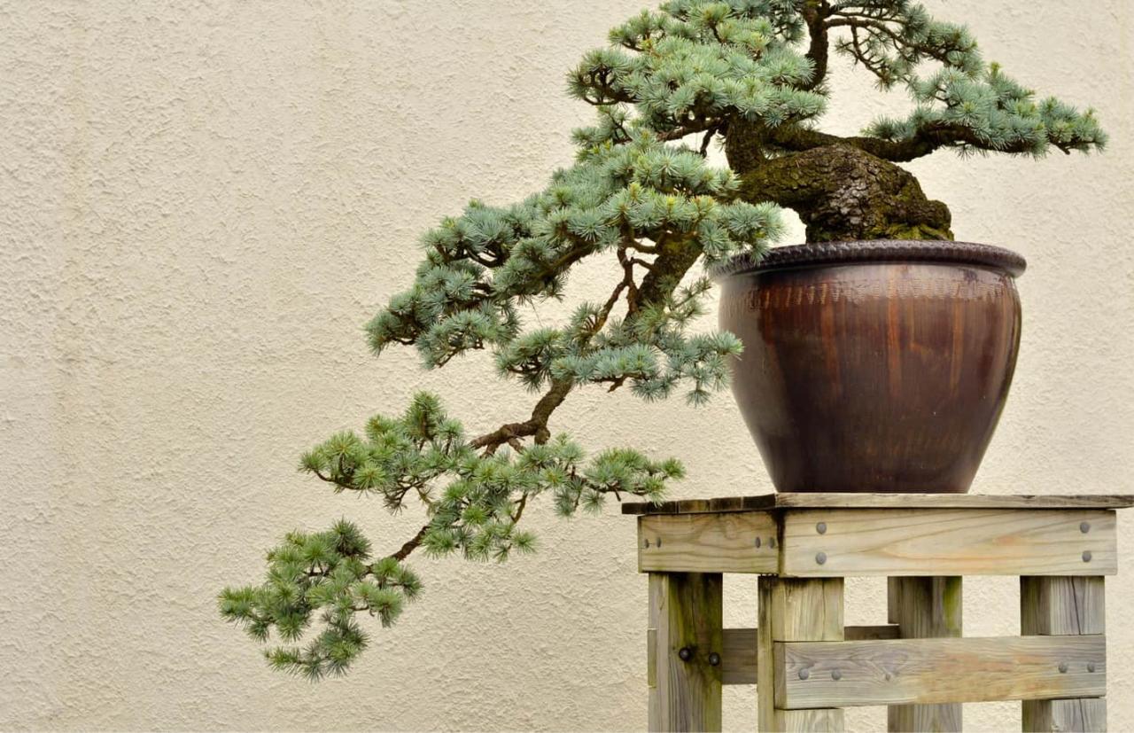 Picking the Right Bonsai Pot for Enhanced Aesthetics