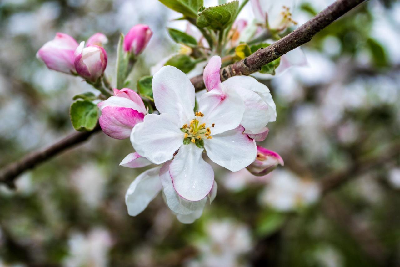 Top Reasons Why Harvest Moon Orchard Is a Must-See This Season