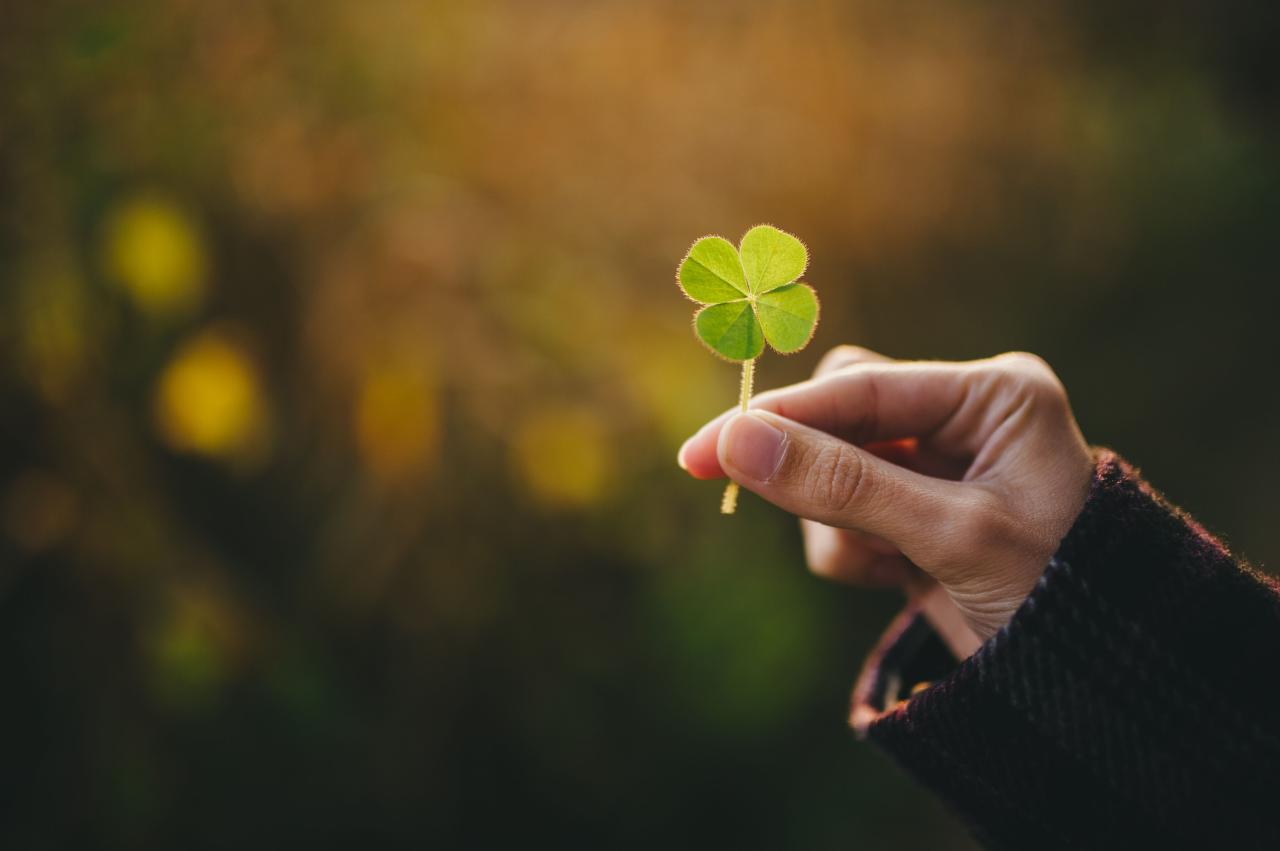 How to Find and Grow Four Leaf Clovers for Maximum Good Fortune