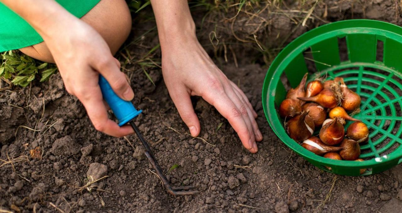 5 Tips For Planting Spring Bulbs In Fall For Maximum Blooms