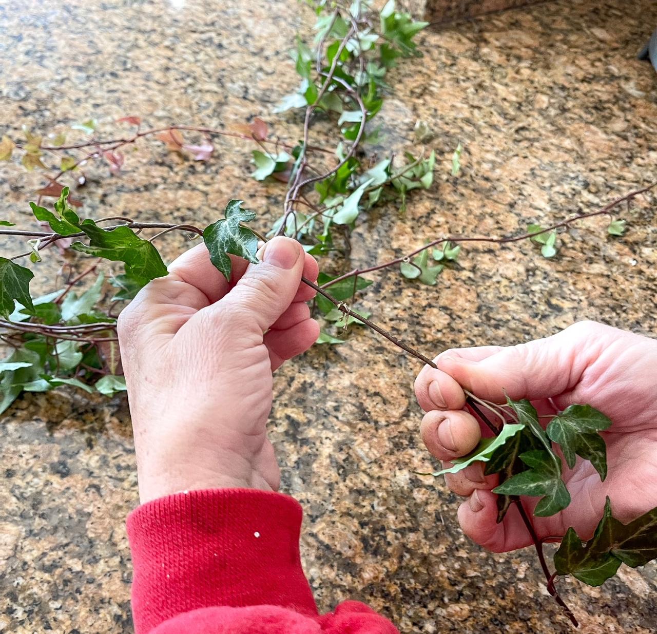 Ivy Explosion! How to Propagate Ivy and Expand Your Plant Collection