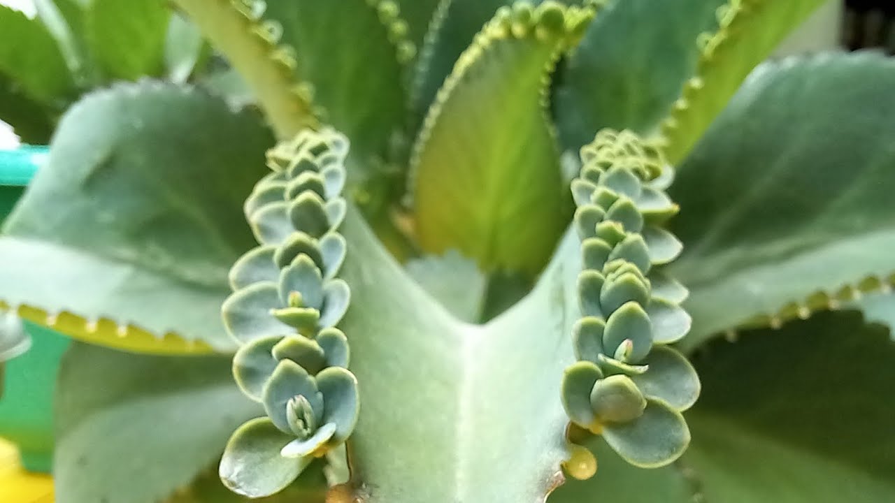 Can You Propagate Mother of Thousands? Here’s How to Do It Right