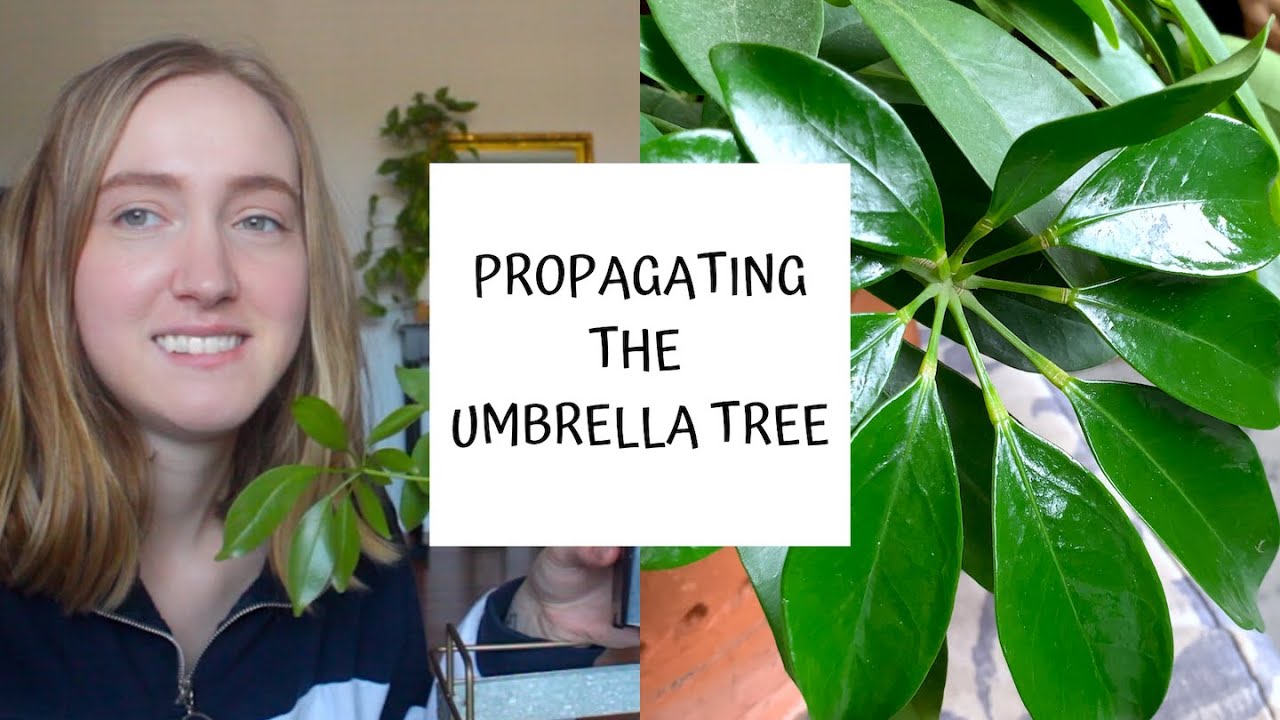 How to Turn One Schefflera Plant into Many with These Simple Steps