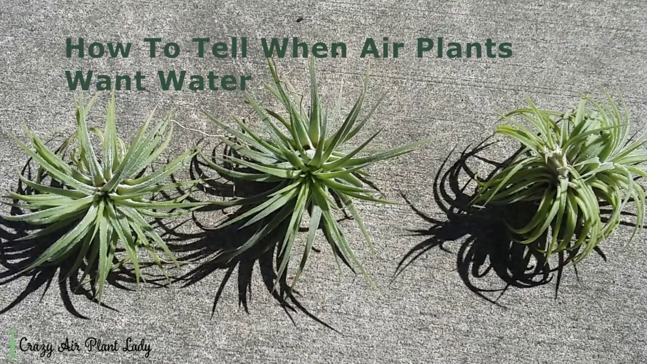 How to Identify When Air Plants Need Watering