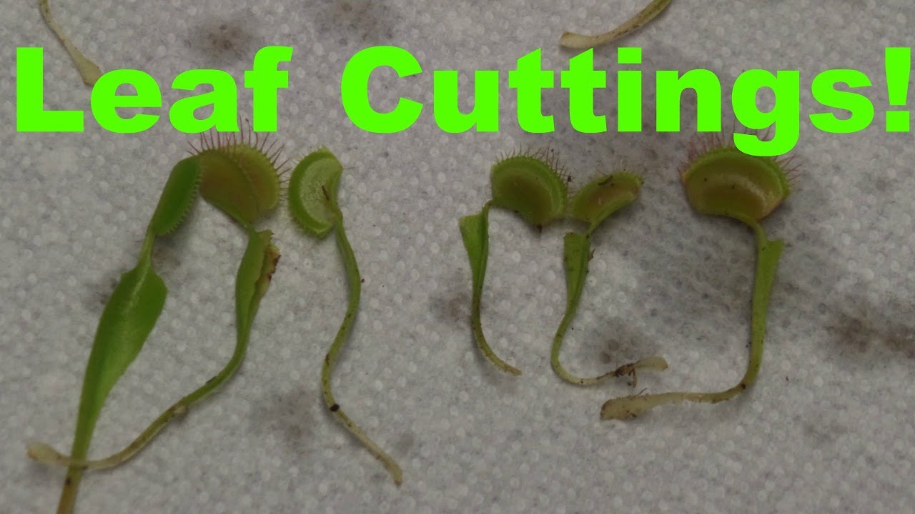 From Roots to Leaves: Mastering Venus Fly Trap Propagation Techniques