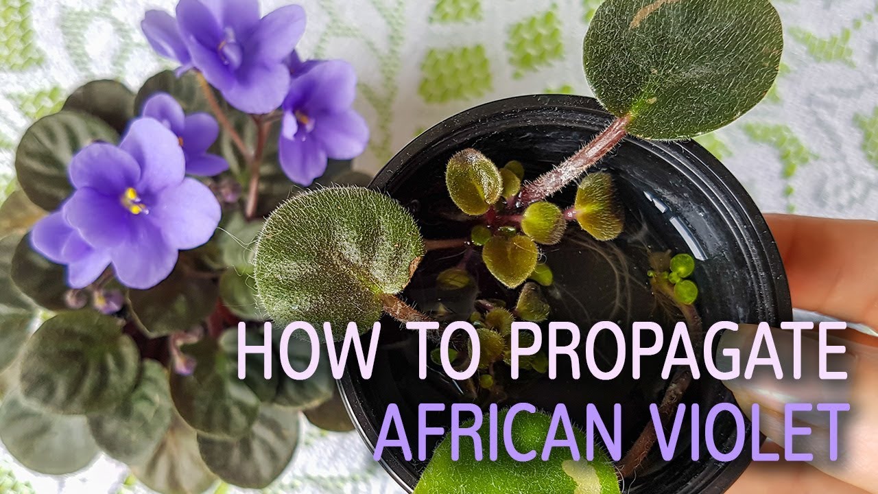 How to Propagate African Violets in Less Than a Week