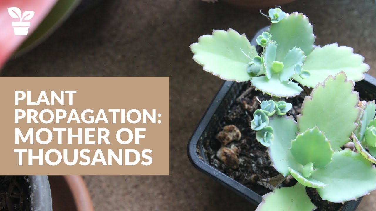 Can You Propagate Mother of Thousands? Here’s How to Do It Right