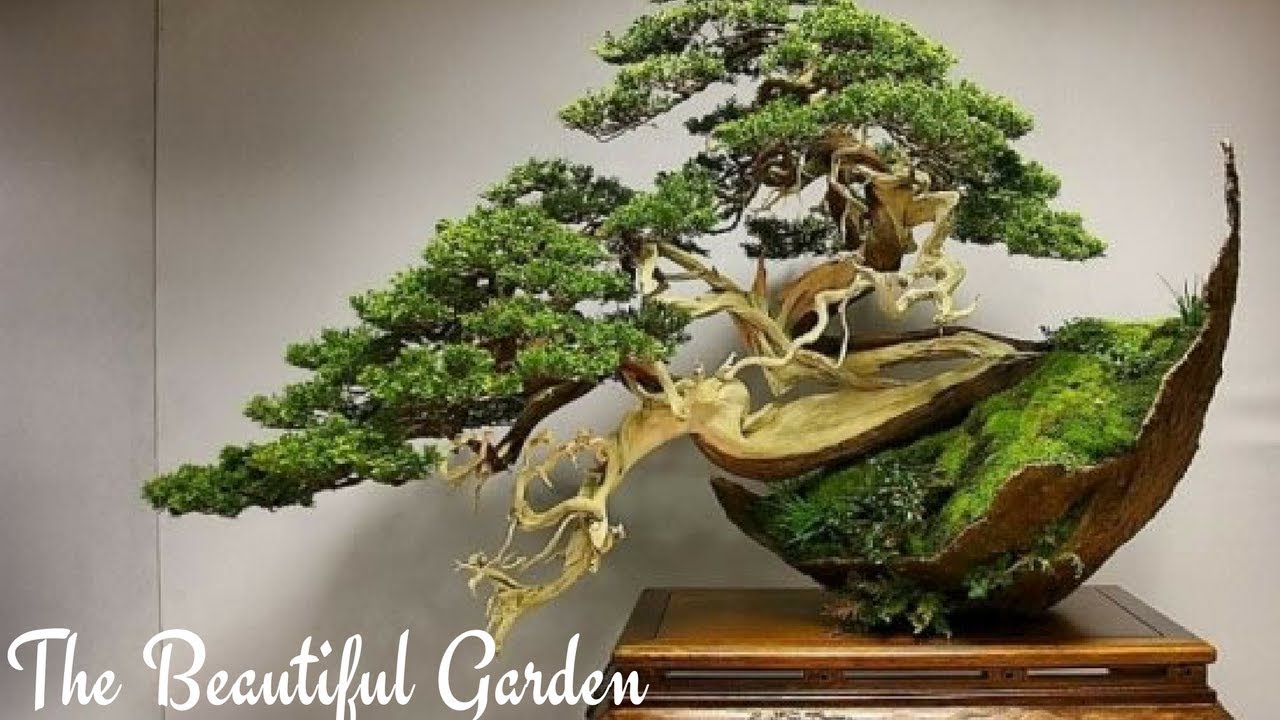 How to Pair Your Bonsai Pot with Your Trees Aesthetic