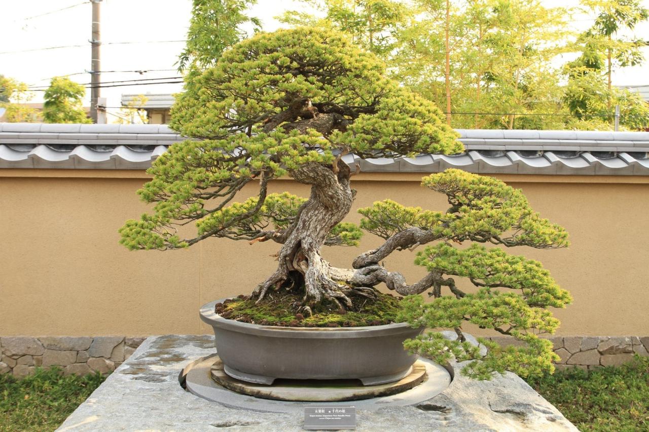 Handbook bonsai