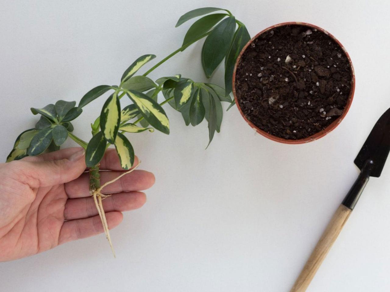 How to Turn One Schefflera Plant into Many with These Simple Steps