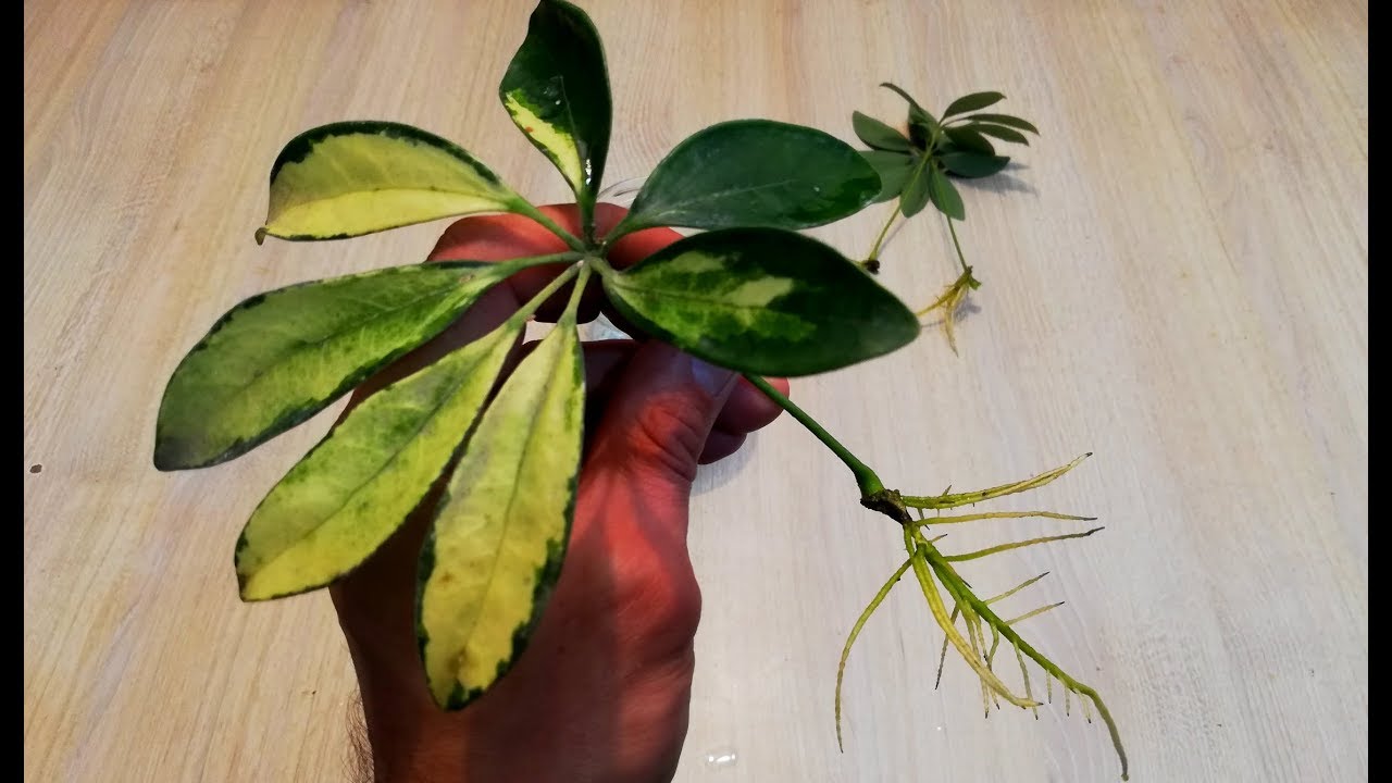 Schefflera propagate cuttings