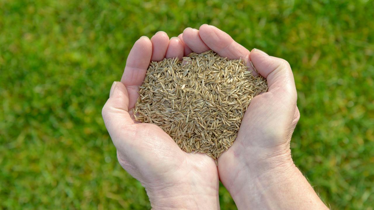 Sowing Success: The Best Time to Plant Grass Seed in the UK